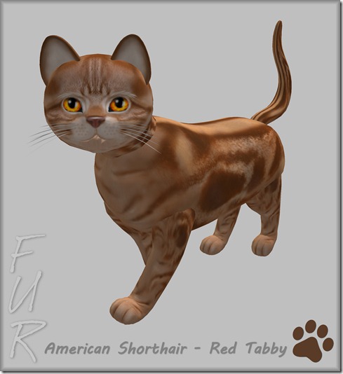 FUR American Shorthair - Red Tabby