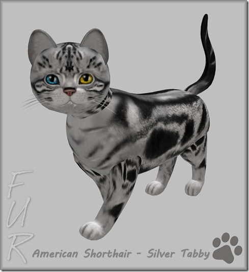 FUR American Shorthair - Silver Tabby